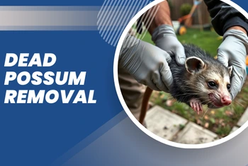 Dead Possum Removal Craigieburn